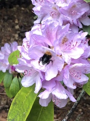 Bombus