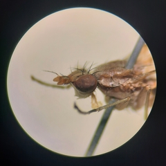 Trypetoptera canadensis