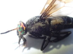 Chrysops ater