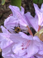 Bombus
