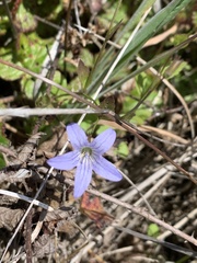 Campanula californica