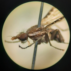 Trypetoptera canadensis