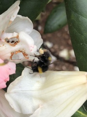 Bombus