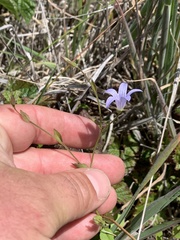 Campanula californica