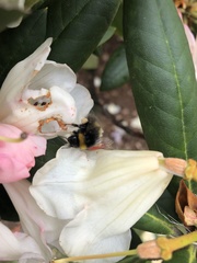 Bombus