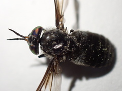 Chrysops ater