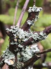 Physcia