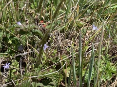 Campanula californica