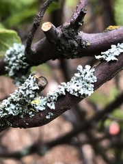 Physcia