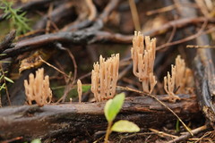 Artomyces austropiperatus