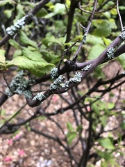 Physcia