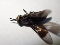Chrysops carbonarius
