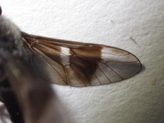 Chrysops carbonarius