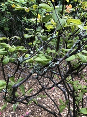 Physcia