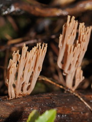 Artomyces austropiperatus
