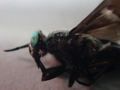 Chrysops carbonarius