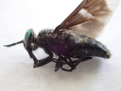 Chrysops carbonarius