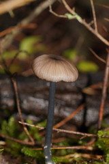 Entoloma albidocoeruleum