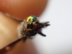 Chrysops carbonarius