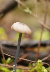 Entoloma albidocoeruleum