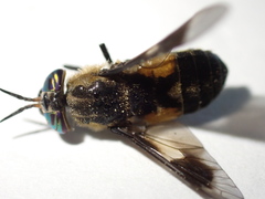 Chrysops excitans