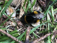 Bombus