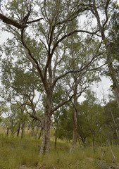 Melaleuca fluviatilis