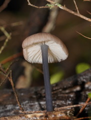 Entoloma albidocoeruleum