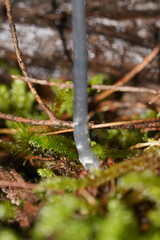 Entoloma albidocoeruleum