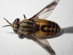 Chrysops montanus