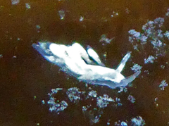 Trinchesia albocrusta