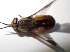 Chrysops striatus