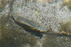 Rhinichthys osculus 8