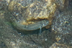 Rhinichthys osculus 8