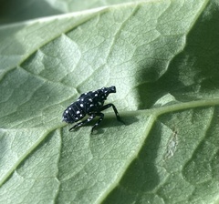 Lycorma delicatula