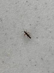 Trypherus frisoni