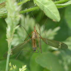 Tipula lunata