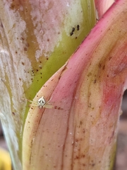Thomisidae
