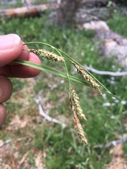 Carex bella