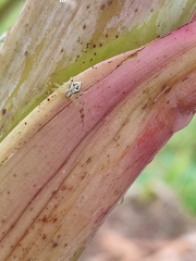 Thomisidae