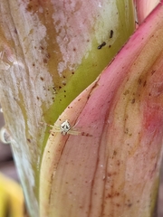 Thomisidae