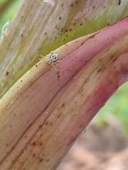 Thomisidae
