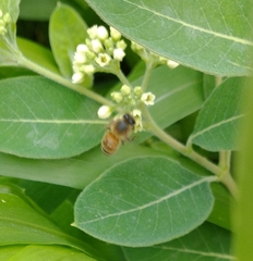 Apis mellifera