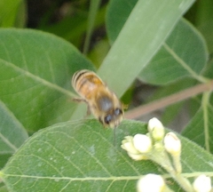 Apis mellifera