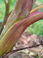 Thomisidae