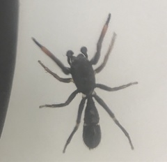 Leptorchestes berolinensis