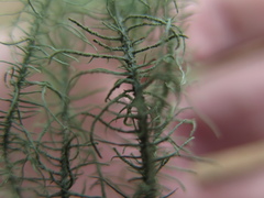 Usnea angulata