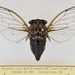Linne's Cicada - Photo (c) Robert L Sanders, some rights reserved (CC BY-NC), uploaded by Robert L Sanders