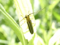 Oberea tripunctata