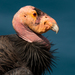 California Condor - Photo (c) andrealikesbirds, some rights reserved (CC BY-NC), uploaded by andrealikesbirds